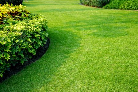 DIY Lawn Care vs Professional Lawn Services: What’s Really Worth It?