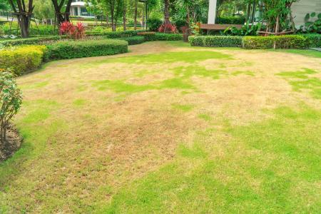 The Hidden Signs Grubs Are Destroying Your Lawn (Before You Even Notice) Thumbnail