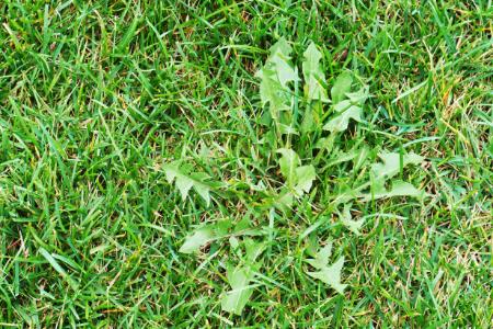 Why Pre-Emergent Weed Control Matters for Lawns in Johns Creek Thumbnail