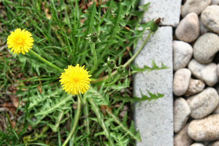 Why Some Lawns in Johns Creek, GA Always Have Weeds (And How Weed Control Fixes It) Thumbnail